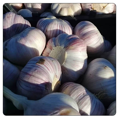 Iran garlic export. Iranian normal white garlic supplier sorted and ready for export and wholesale