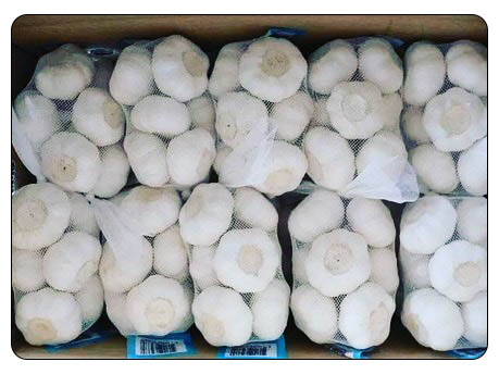 Iran garlic export. Iranian pure white garlic supplier sorted and ready for export and wholesale