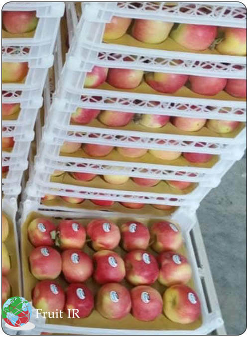 fresh Iran apple in basket, Iran apple exporter