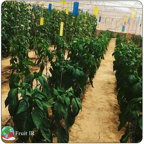 Iran Bell Pepper polyhouse, sweat pepper polyhouse, capsicum exporter and supplier