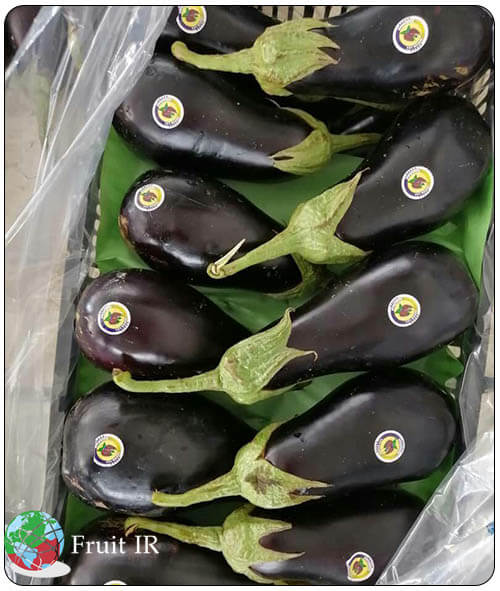 Iranian Eggplant in carton for export, Iran Eggplant Exporter