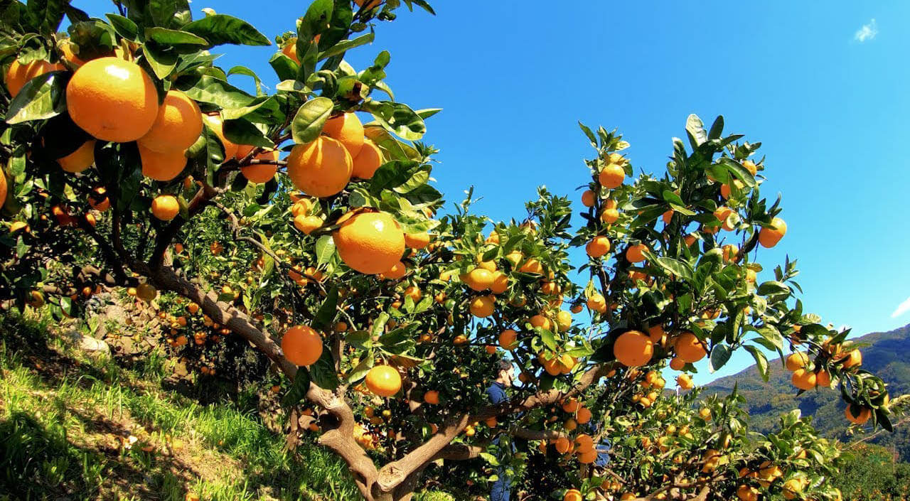 Orange farm background for Iran orange export