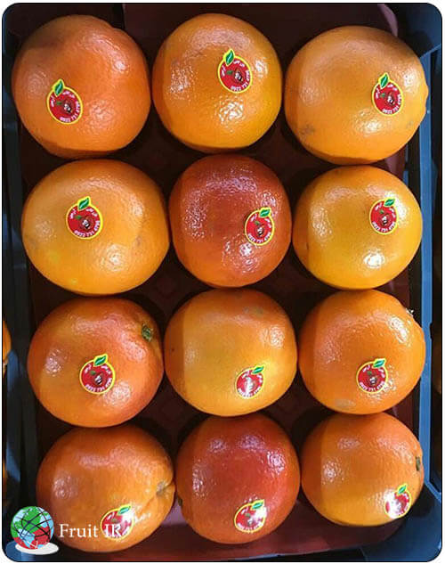 Fresh Iranian Orange for export, Orange exporter