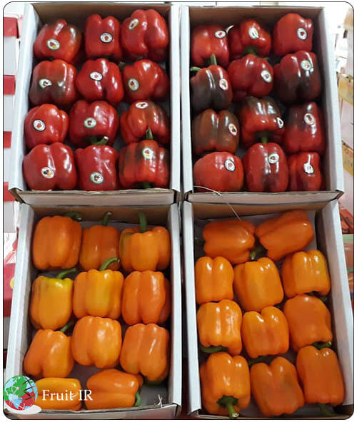 Iranian orange and red Bell pepper in box ready for export, Iran sweat pepper exporter, capsicum exporter