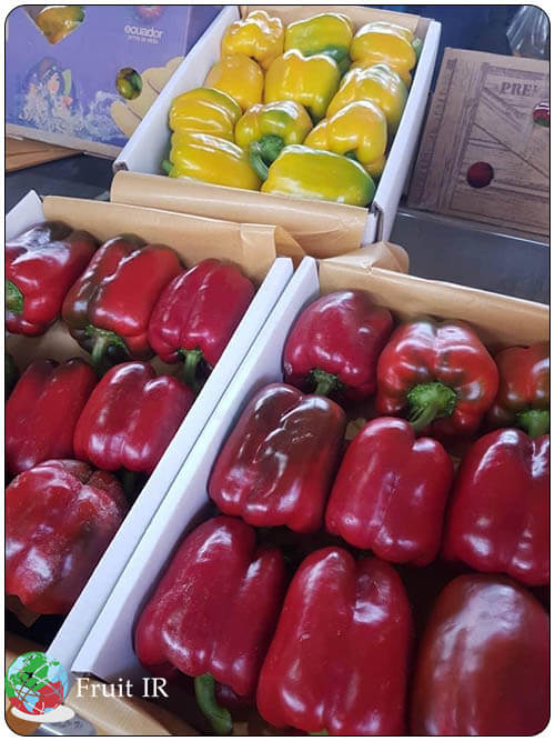Iranian color Bell pepper in box ready for export, Iran sweat pepper exporter, capsicum exporter