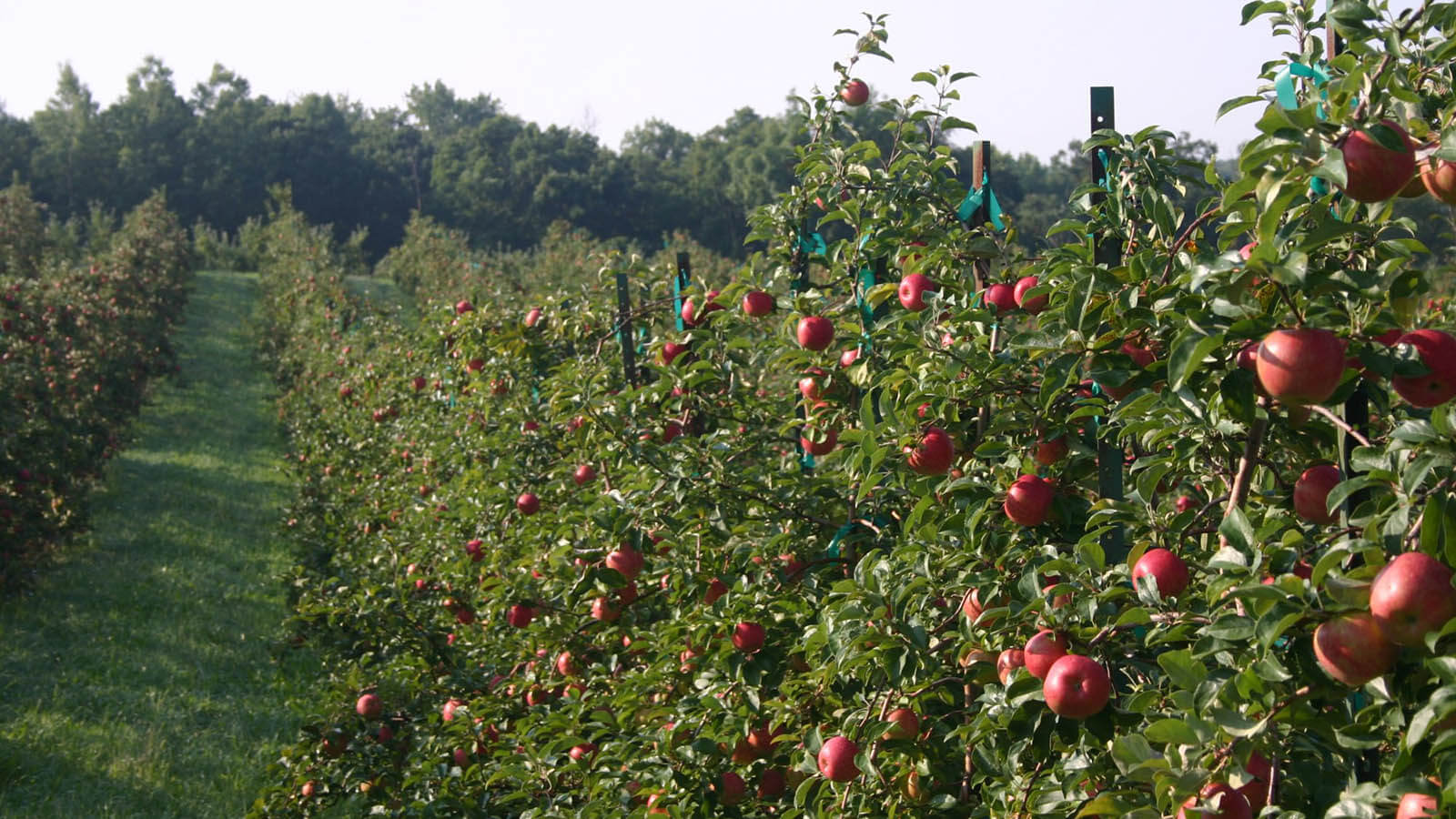 Iran apple farm, background for apple export