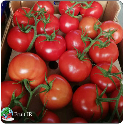 Iran cluster tomato supplier, Iran tomato export