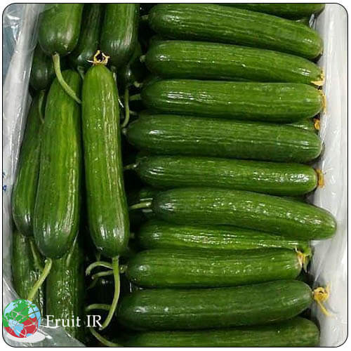 Iranian cucumber in carton for export, Cucumber Supplier
