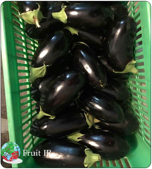 Iranian Eggplant in bulk for export, Eggplant Supplier
