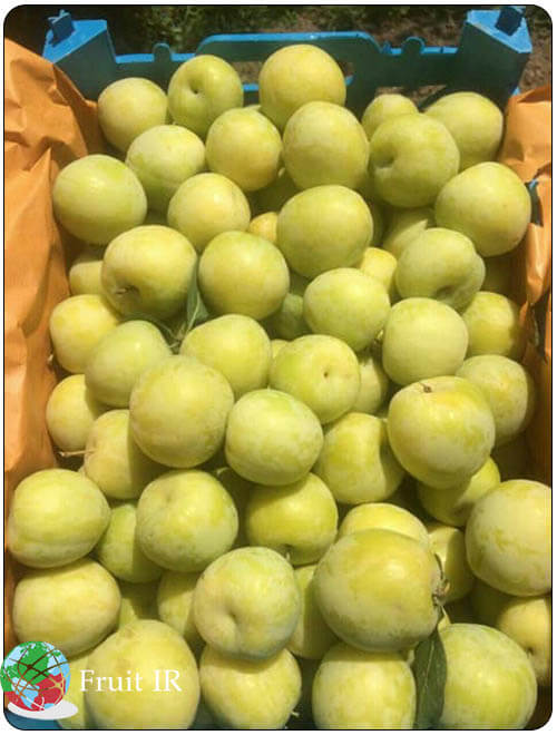 Iran golden plum in basket for export, Iran plum exporter