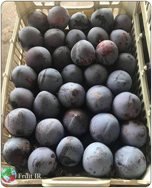Iran plum with red flesh for export, Iran plum supplier