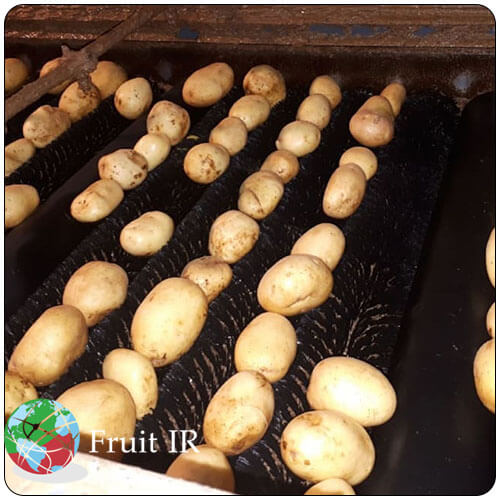 Iran potato sorting and brushing and washing for export high quality Iran potato export, potato exporter