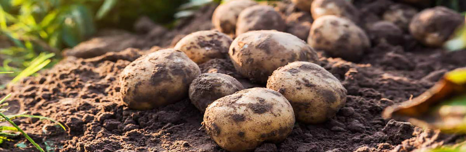 Image of Potato garden in Iran. producing fresh potato for export and wholesale, Iran potato exporter and supplier