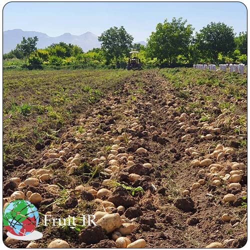 photo of an Iranian potato farm, with potatoes ready for export, Iran potato exporter, Iran potato supplier
