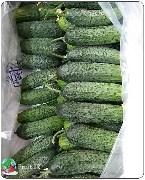 Iranian Prickly cucumber in carton for export, Prickly Cucumber Supplier