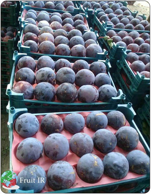 Fresh Iran purple plum for export, Iran plum export