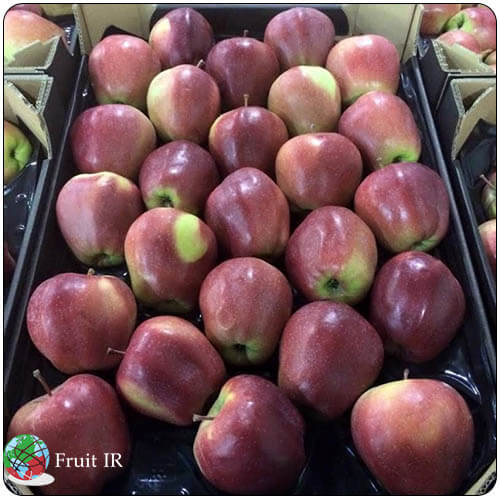 Iranian red apple for export, Iran apple supplier