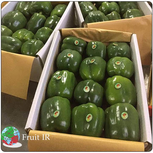 Iranian Green Bell pepper in box ready for export, Iran sweat pepper exporter, capsicum exporter