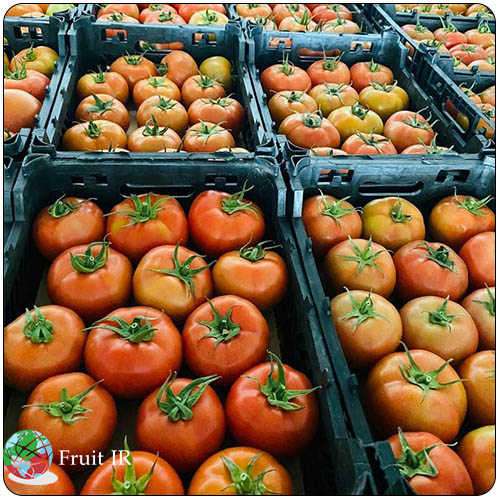 Iran tomato supplier, tomato exporter