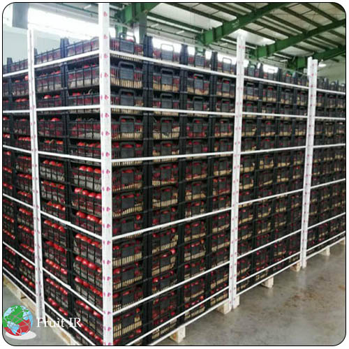 Iran tomato packed for export in warehouse