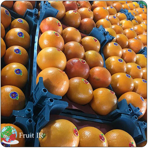 Iran Orange Export, orange in basket