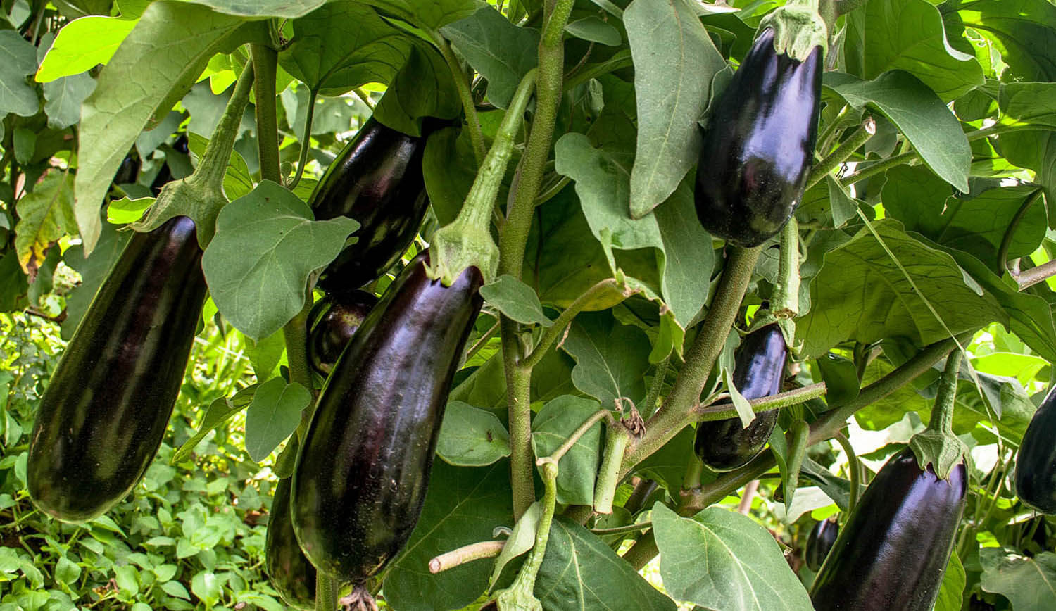 Iran Eggplant farm background