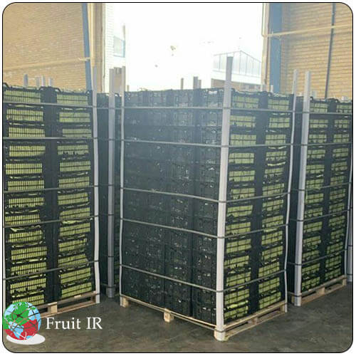 Iran cucumber packed on pallet for export