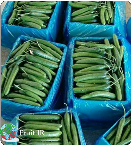 Iranian smooth cucumber for export