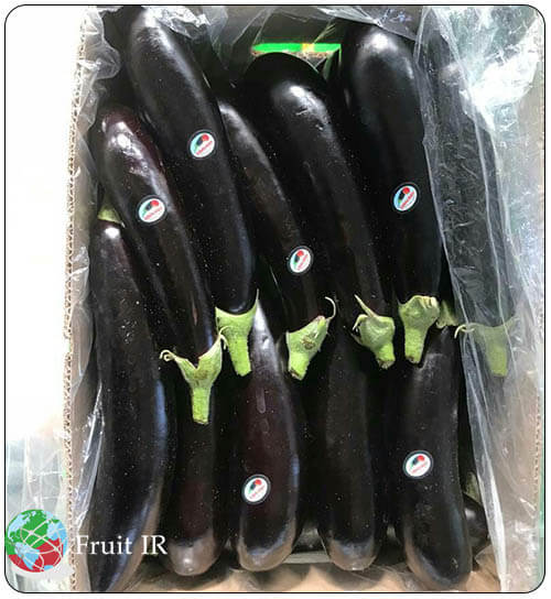 Iranian Eggplant in carton for export, Eggplant Supplier