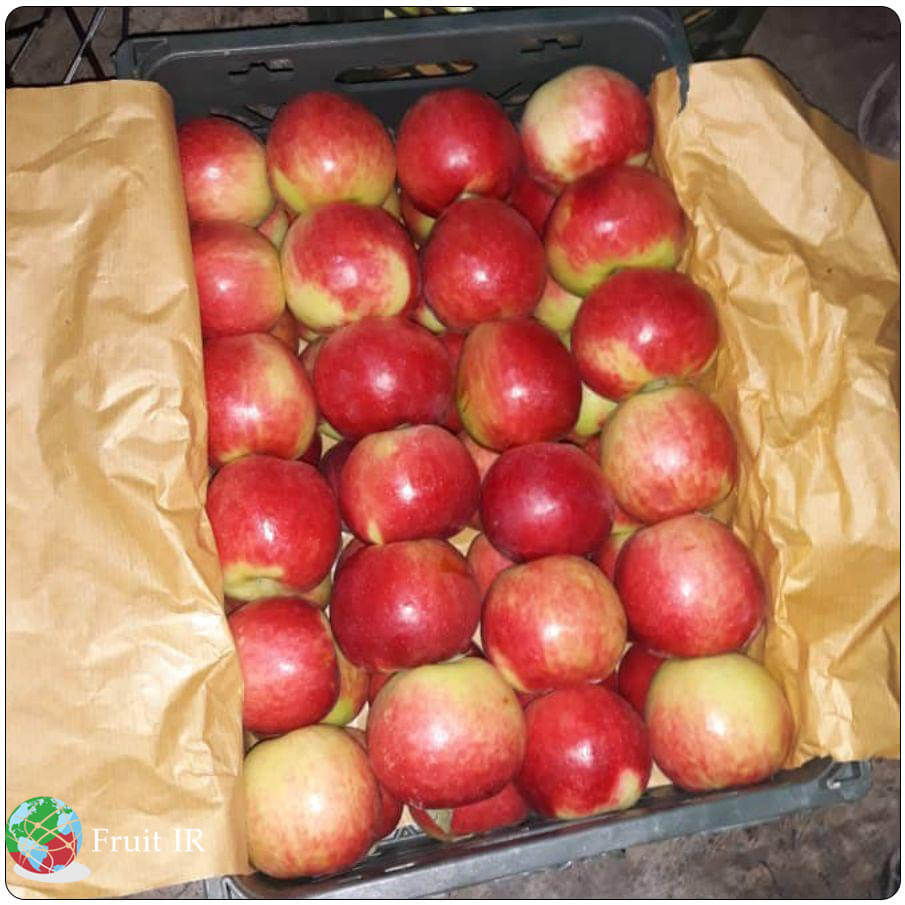 Iran fresh apple export