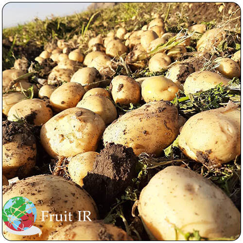 Iran potato export, fresh potato on the farm ready for export and wholesale, Iran potato exporter and supplier