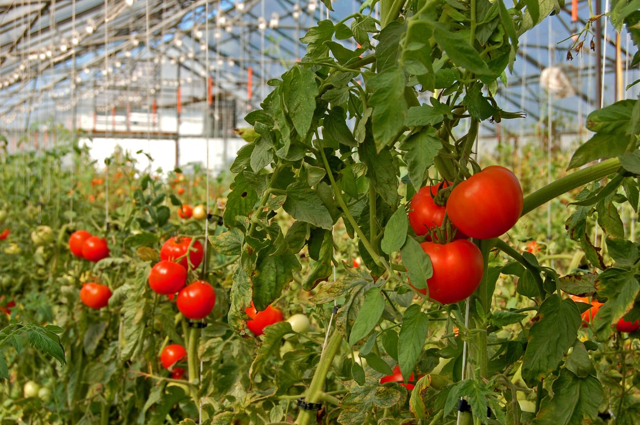 Iran tomato greenhouse, tomato exporter and supplier