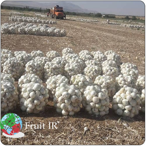 Iranian white onion packed in mesh bags for export on the farm. Iranian onion exporter, Iranian onion supplier, Iran onion export