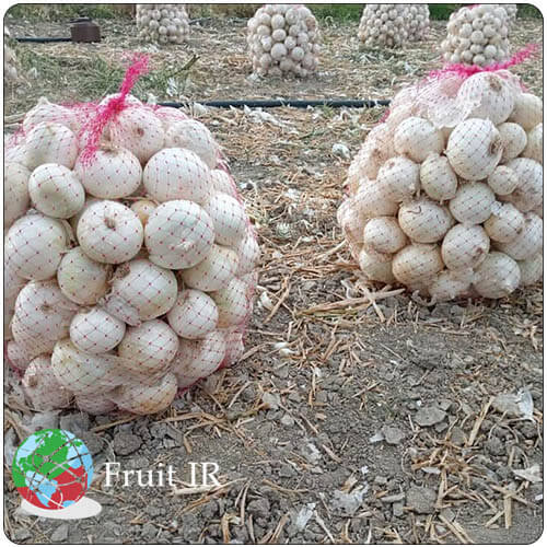 Iranian white onion packed in mesh bags for export on the farm. Iranian onion exporter, Iranian onion supplier, Iran onion export, white onion export from Iran