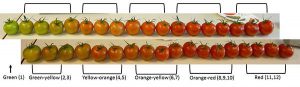 Iran tomato color codes