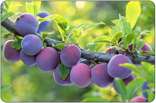 fresh Iranian plum for export, Iranian plum suppliers