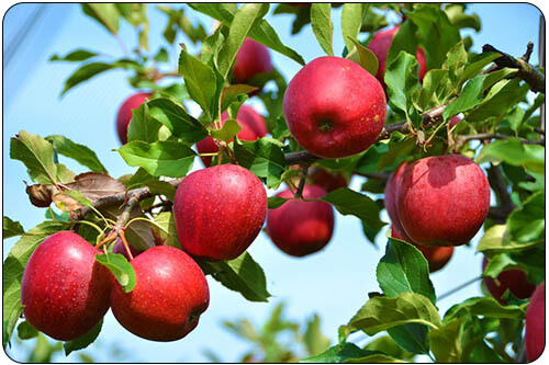 Iranian apple suppliers, image of a fresh apple produced in Iranian farm for export