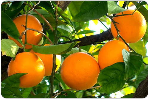 Iranian orange suppliers, Fresh Orange on tree for export